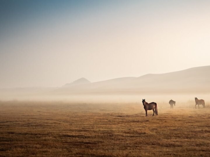 Horses mist, Kyrgyzstan