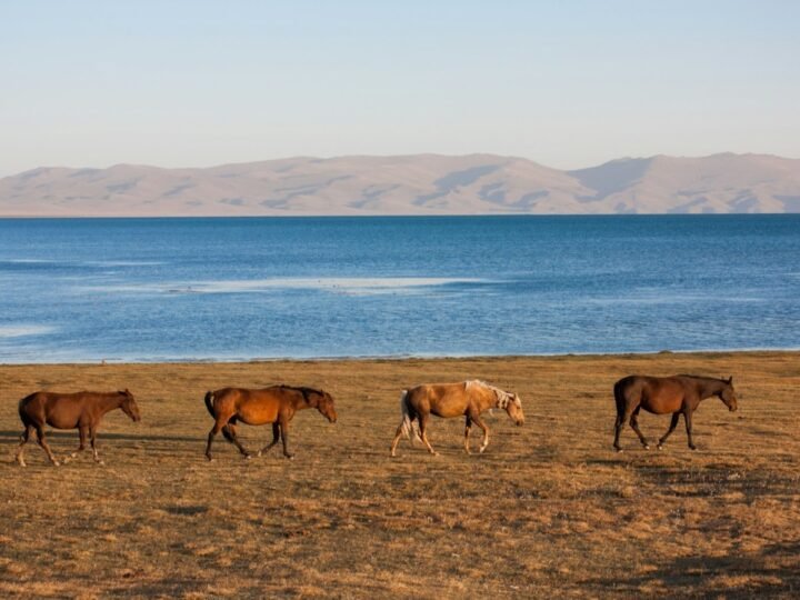 Horses shore, Kyrgyzstan